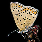 提貉灰蝶 Lycaena tityrus