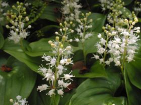 Maianthemum bifolium