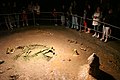 Scheletro di un orso delle caverne (Ursus spelaeus)