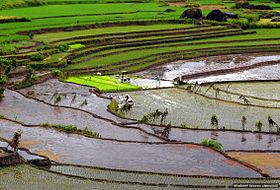 Image illustrative de l’article Rizières en terrasses des cordillères des Philippines