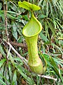 Nepenthes micramphora