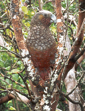 Nestor meridionalis