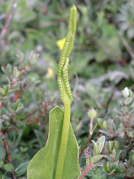 Ophioglossum vulgatum