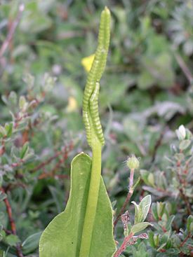 Isokäärmeenkieli (Ophioglossum vulgatum)