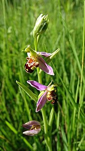 Ophrys apifera.