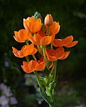 Квіти Ornithogalum dubium