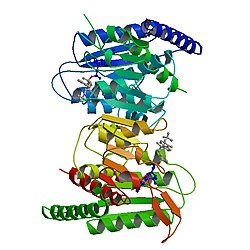 C1-THF-Synthase