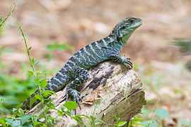 Gippsland water dragon