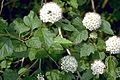 Common ninebark (Physocarpus opulifolius)