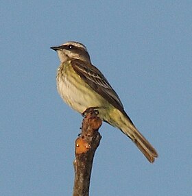 Legatus leucophaius no Panamá