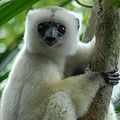 Silky sifaka