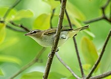 A red-eyed vireo perched on a branch