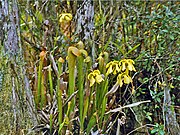 Plants of Sarracenia minor var. okefenokeensis in Okefenokee Swamp Park in Waycross, Georgia