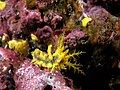 Feeding sea cucumber