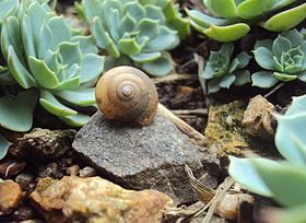 Nesta imagem podemos observar um caracol muito comum que costuma aparecer em jardins, ao lado podemos observar plantas espirais chamadas de Echeveria.