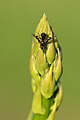 Weibchen auf Sprössling des Gemüsespargels