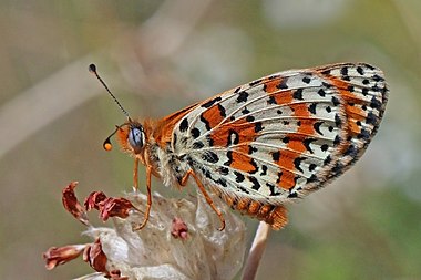 Melitaea didyma