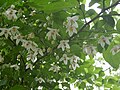 Flowers and buds