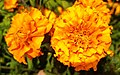 Marigold flower (tagetes erecta)