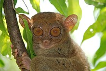 Tarsiers are prosimian primates, but more closely related to monkeys and apes (simians) than to other prosimians.