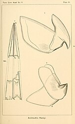 #30 (25/11?/1873) Two-part beak and gladius fragments of the Logy Bay specimen (Verrill, 1880a:pl. 15)