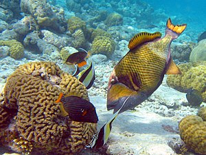 Triggerfish use a jet of water to uncover sand dollars buried in sand