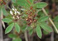 Trifolium scabrum