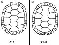 Diagram for permanently marking turtles