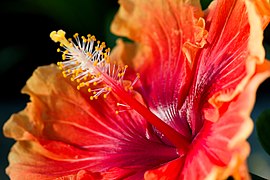 One of the many flowering plants.