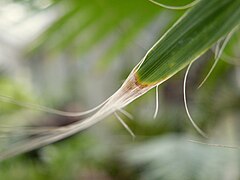 小葉の先が白っぽくなって繊維状になる