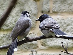 White-eared Bulbul at Birdworld, Farnham