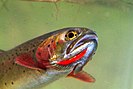 Yellowstone cutthroat trout