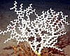 Madrepora oculata coral in habitat