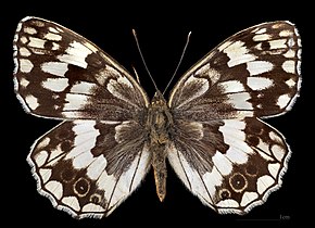 Melanargia larissa ♀