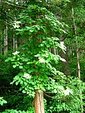 つる植物のサムネイル