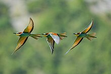 Chronophotography of a European bee-eater (Merops apiaster) in flight at Pfyn-Finges, Switzerland