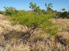 Description de l'image Acacia chisholmii habit.jpg.