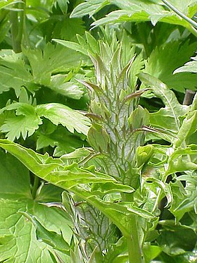 Acanthus mollis