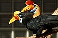 Pair at Walsrode Bird Park, Germany