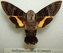 Aellopos ceculus (Sphingidae, Macroglossinae)