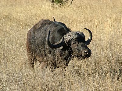 Afrika mandası (Syncerus caffer) (Üreten: PaulRae)