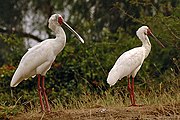 Platalea alba