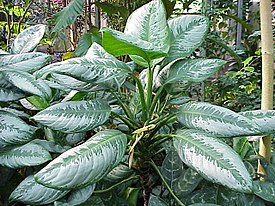 Aglaonema nitidum