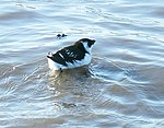 A small black-and-white bird swims on the water.