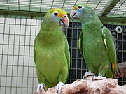 A green parrot with light-blue cheeks, a yellow forehead, and white eye-spots