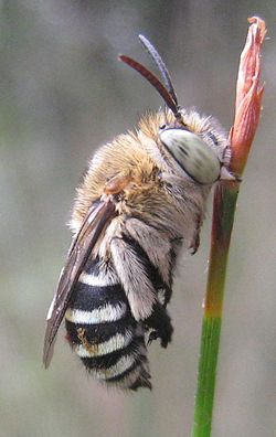 Amegilla cingulata-hane som sover, fastbiten vid en stjälk.