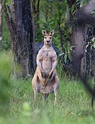 Gray kangaroo