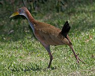 Giant wood-rail