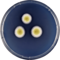 Aspergillus asperescens growing on CYA plate