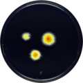 Aspergillus mallochii growing on YES plate